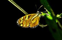 Monteverde Tropical Forest small group tour