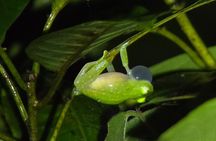 Monteverde Tropical Forest small group tour