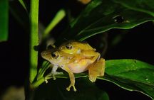 Monteverde Tropical Forest night tour