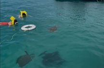 Glass Bottom Boat Snorkeling With Turtles & Shipwreck In Barbados