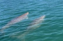 Raby Bay Wildlife Kayak Tour