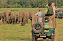 Minneriya National Park half day Private Safari with Expert Guide