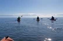 Guided Kayak Adventure Tour 3hrs options please check the website