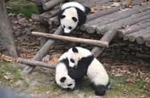 Panda and Leshan Buddha Private Tour