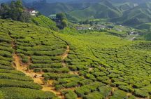 Cameron Highlands Full-Day Tour from Ipoh with Lunch