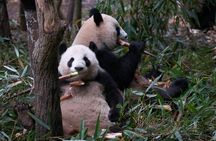 Panda and Leshan Buddha Private Tour