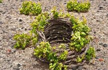 Santorini Wine Tour with Olive Oil Tasting at Santo Wines