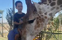 Cheetahs Encounter Giraffe house Wine tasting private tour