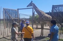 Cheetahs Encounter Giraffe house Wine tasting private tour