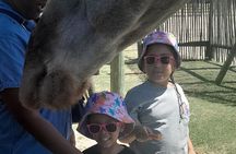 Cheetahs Encounter Giraffe house Wine tasting private tour