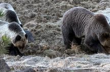 Upper Loop: Lamar Safari from Bozeman | PRIVATE, Burrito + Lunch