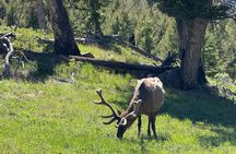 Upper Loop: Lamar Safari from Bozeman | PRIVATE, Burrito + Lunch