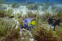2 Deep Reef Dives in Cancun Caribbean Sea for Certified Divers