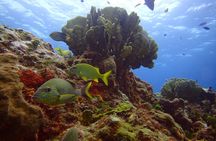 2 Deep Reef Dives in Cancun Caribbean Sea for Certified Divers