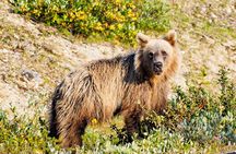 Explore Banff + Wildlife