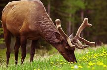Explore Banff + Wildlife