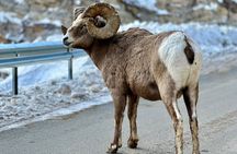 Icefields Parkway Experience