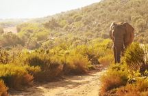 Cape Town : Fullday Aquila Safari Big 5 Day Tour