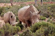 Cape Town : Fullday Aquila Safari Big 5 Day Tour