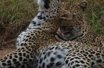 Kruger National Park Morning Safari Experience (Minimum 2 Peope)