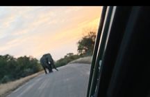 Kruger National Park Morning Safari Experience (Minimum 2 Peope)