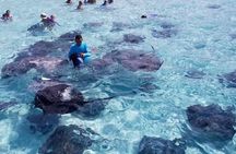 3 Stop Boat Tour Stingray City Coral Gardens and Starfish Point