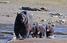 Private Alaska Native Wildlife & Scenic Experience..