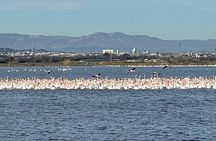 Valencia Albufera E-Bike Tour: The Park Most Visitors Miss