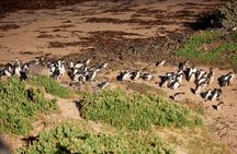 Phillip Island Penguin Parade Day Tour from Melbourne