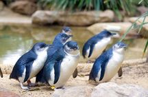 Phillip Island Penguin Parade Day Tour from Melbourne