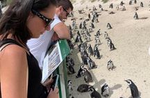 Table Mountain and Boulder Penguins Half Day Tour