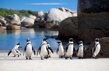 Table Mountain and Boulder Penguins Half Day Tour