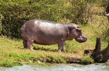 Tala Game Reserve, Natal Park and Phezulu Safari from Durban
