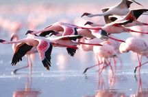 4 Day Safari to Maasai Mara and Nakuru in a Land Cruiser Tour 