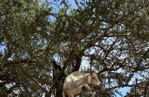 Private Marrakech Day Trip to Essaouira