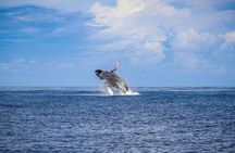 Kona Deluxe Catamaran Whale Watch 