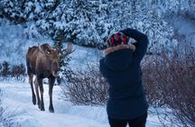 Anchorage Winter Wonderland Photo Tour