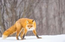 Anchorage Winter Wonderland Photo Tour