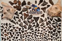 Charleston/Folly Beach Shark Tooth and fossil Island Drop off