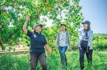 MOMONA Peach Farm Experience
