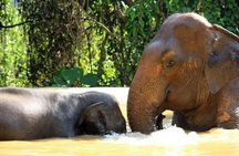 Elephant Sanctuary tour Pattaya half day no rides