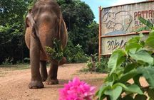 Elephant Sanctuary tour Pattaya half day no rides