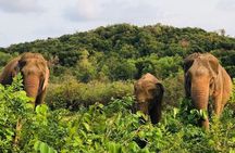 Elephant Sanctuary tour Pattaya half day no rides