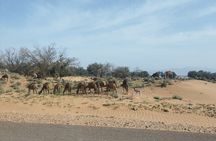 4x4 Jeep Safari in Agadir Mini Sahara and Berber Lunch