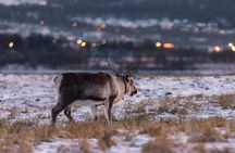 Express Fjord Road trip with Cruise Ship Pick up and Drop off