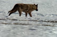 Bozeman Winter Wildlife Safari, Lamar Valley, Burrito and Lunch