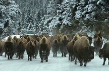 Bozeman Winter Wildlife Safari, Lamar Valley, Burrito and Lunch