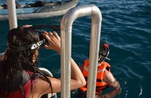 Waikiki Snorkel Adventure and Ocean Playground