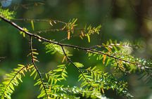Forest Bathing: Discover the Magic and Awe of Whistler's Forests