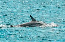 Split: Blue Lagoon & 3 Island Cruise with Wine & Snorkeling